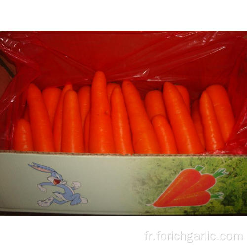 Carottes fraîches dans un carton